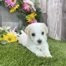 Havapoo Puppy Hayden