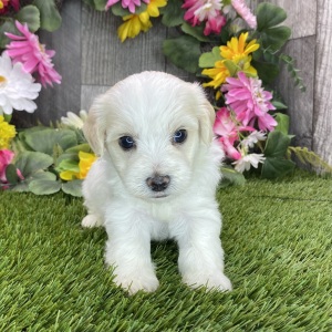 Havapoo Puppy Hayden