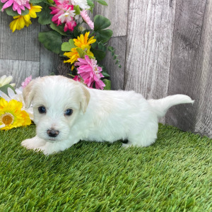 Havapoo Puppy Hayden