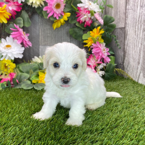 Havapoo Puppy Hayden