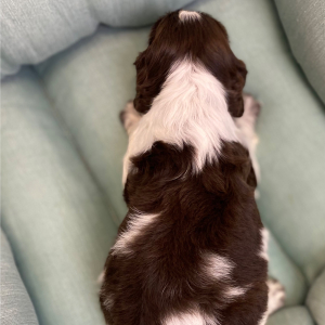 English Springer Spaniel Puppy Ryota
