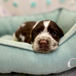 English Springer Spaniel Puppy Ryota
