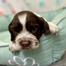 English Springer Spaniel Puppy Ryota
