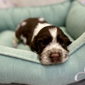 English Springer Spaniel Puppy Ryota