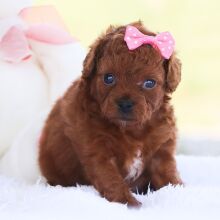 Cavapoo Puppy lilly