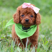 Cavapoo Puppy Lilly