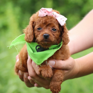 Cavapoo Puppy Lilly