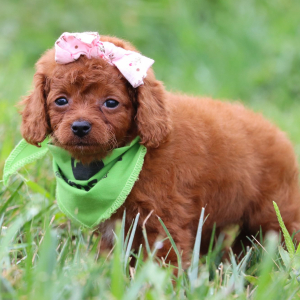 Cavapoo Puppy Lilly