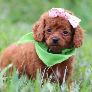 Cavapoo Puppy Lilly
