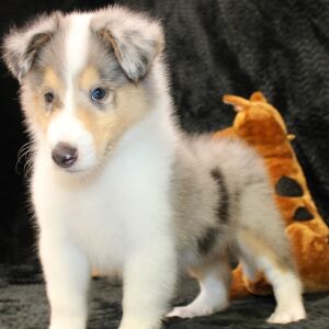 Collie Puppy Jonny