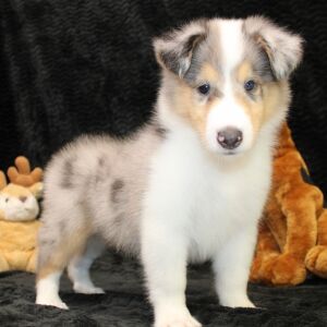 Collie Puppy Jonny