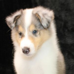 Collie Puppy Jonny