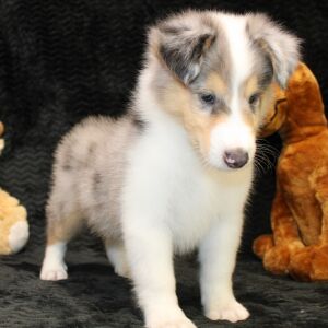 Collie Puppy Jonny
