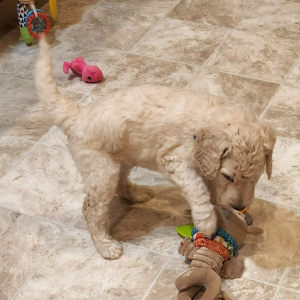 Goldendoodle Puppy Connor