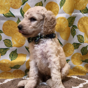 Goldendoodle Puppy Connor