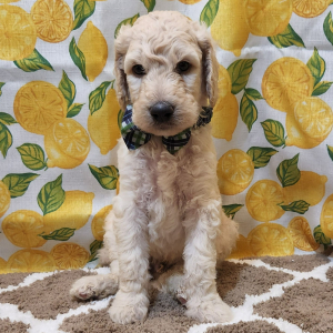 Goldendoodle Puppy Connor