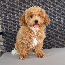 Poodle Puppy Abigel