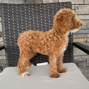 Poodle Puppy Abigel