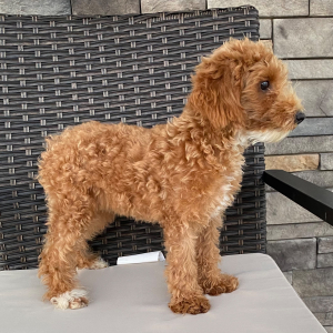 Poodle Puppy Abigel