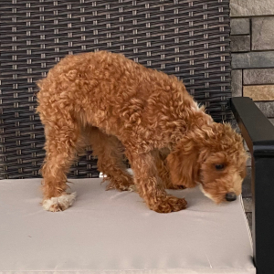 Poodle Puppy Abigel