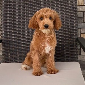Poodle Puppy Abigel