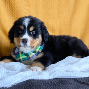 Bernese Mountain Dog Puppy Carter