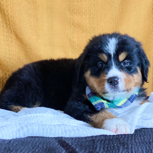 Bernese Mountain Dog Puppy Carter