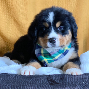 Bernese Mountain Dog Puppy Carter