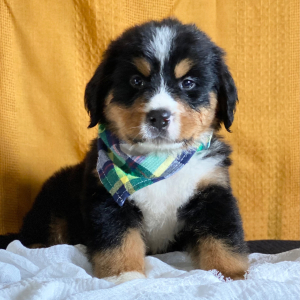 Bernese Mountain Dog Puppy Carter