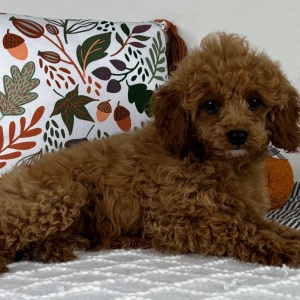 Cavapoo Puppy Serenity