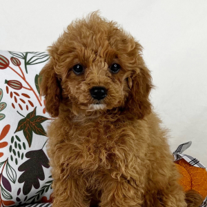 Cavapoo Puppy Serenity