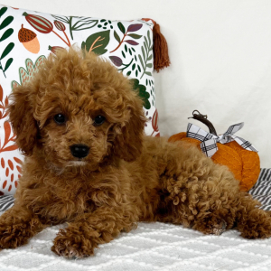Cavapoo Puppy Serenity