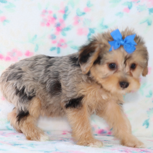Yorkiepoo Puppy Calla