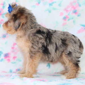 Yorkiepoo Puppy Calla