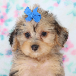Yorkiepoo Puppy Calla
