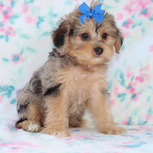 Yorkiepoo Puppy Calla