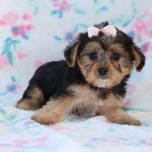 Yorkiepoo Puppy Camila