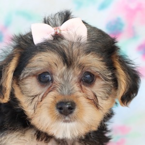 Yorkiepoo Puppy Camila