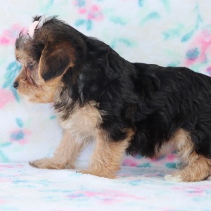 Yorkiepoo Puppy Camila