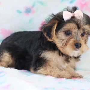Yorkiepoo Puppy Camila