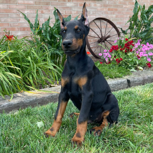 Doberman Pinscher Puppy Dominic
