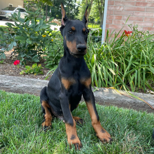 Doberman Pinscher Puppy Dominic