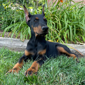 Doberman Pinscher Puppy Dominic