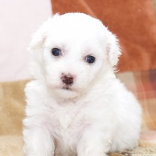 Bichon Frise Puppy Lance