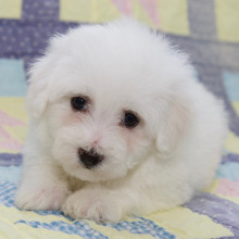 Bichon Frise Puppy Lance