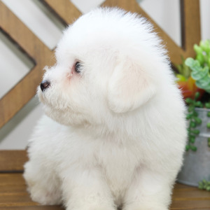 Bichon Frise Puppy Lance
