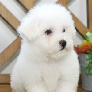 Bichon Frise Puppy Lance