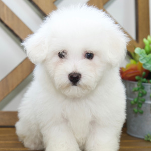 Bichon Frise Puppy Lance