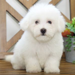 Bichon Frise Puppy Lance