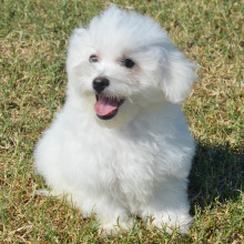 Bichon Frise Puppy Lance